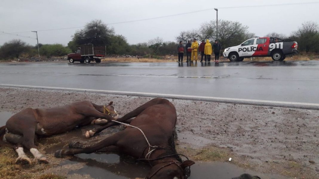 poste-de-luz-electrocuto-a-dos-caballos-y-una-persona-en-la-avenida-juan-chelemin