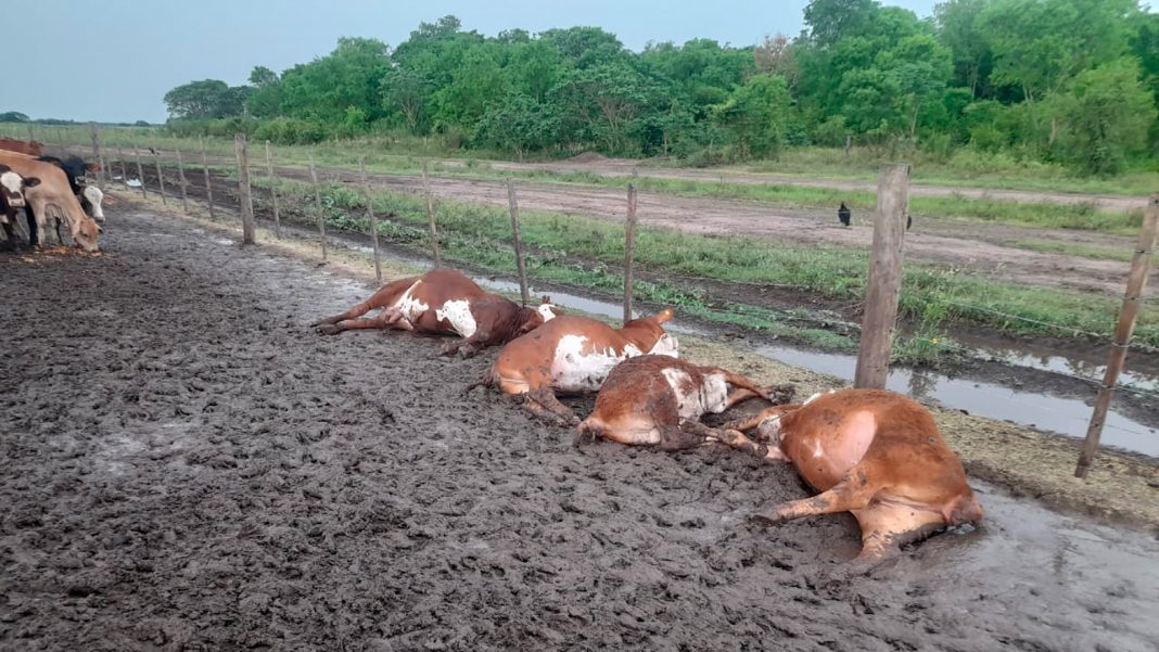 formosa:-un-rayo-mato-a-65-terneros-en-un-corral